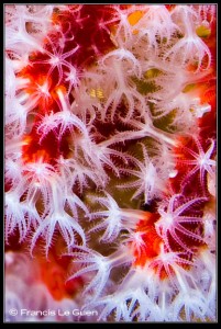 Corail rouge, Corallum rubrum, Méditerranée, plongée