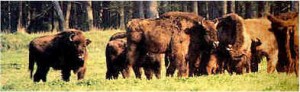 bisons de Margeride