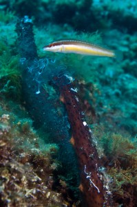 concombres de mer en érection holothuries