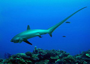 Cebu-Malapascua-Thresher-Sharks