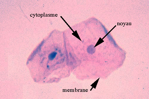 cellules épithéliales