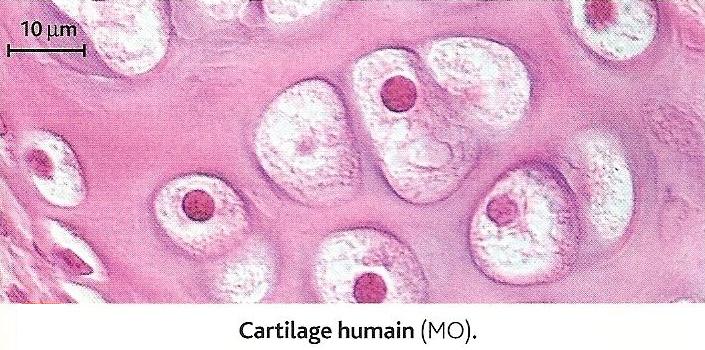 cellules épithéliales