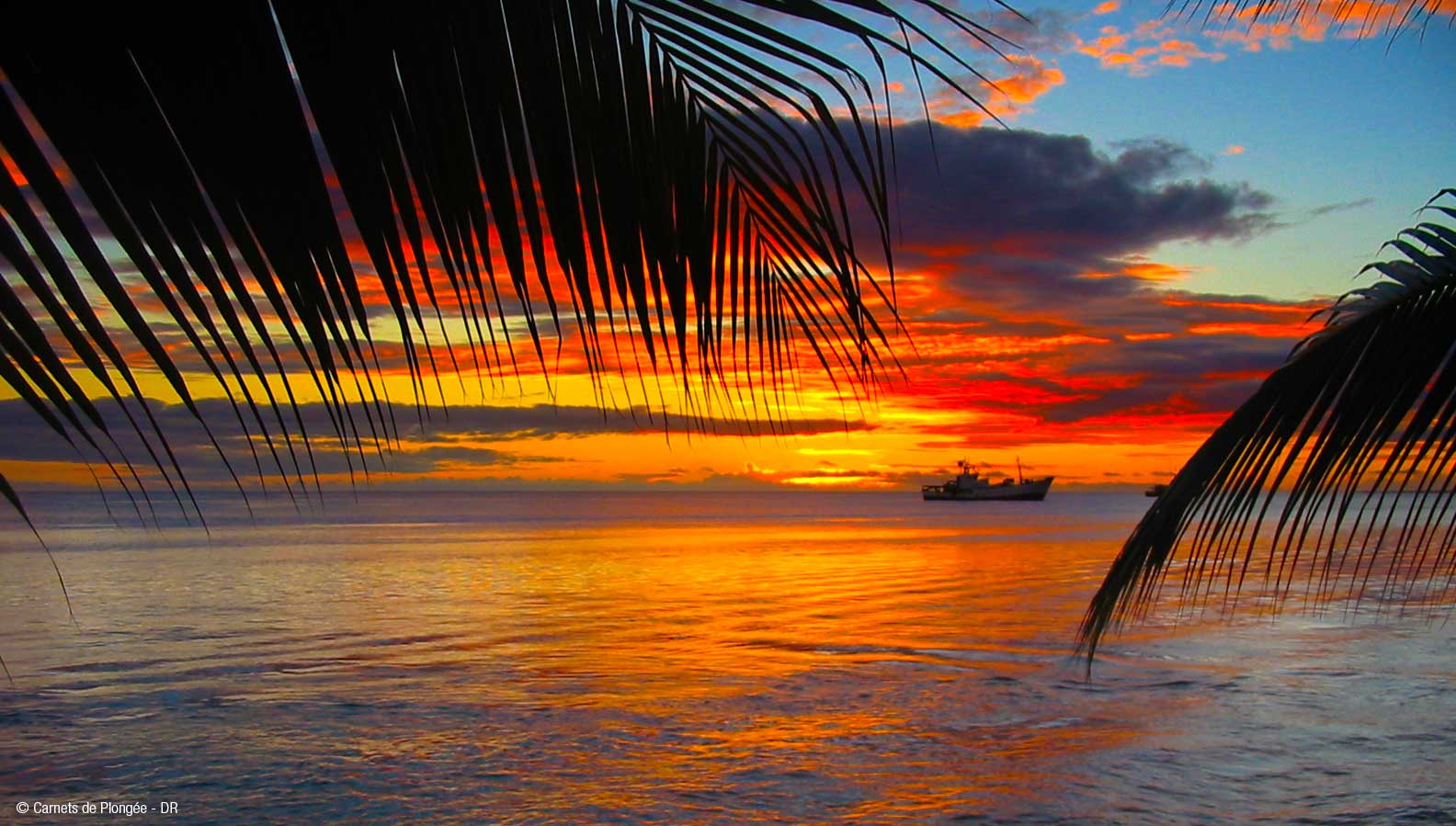 TripAdekua | les plus belles plongées de Tahiti | Rangiroa et Fakarava