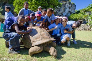 Tortue d'Aldabra Rodrigues