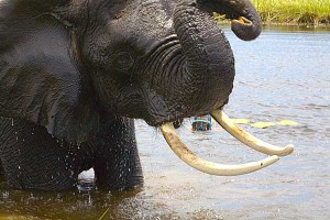 Elephant du Botswana