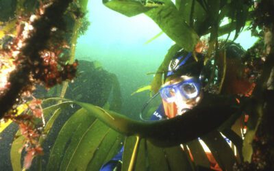 Corail d’Atlantique