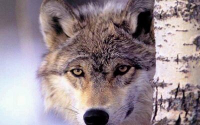 Le loup dans la bergerie