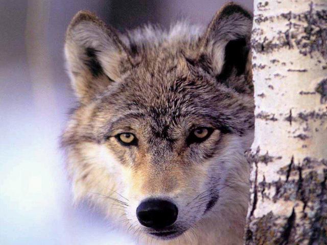 Le loup dans la bergerie - Mes articles de presse - presse, interview, éditorial