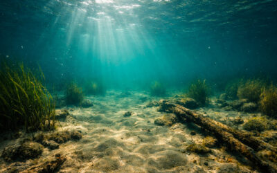 Le silence des lacs