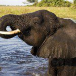 Carnets d'Expédition : L'or bleu sous les sables - Botswana - art, création, couleur