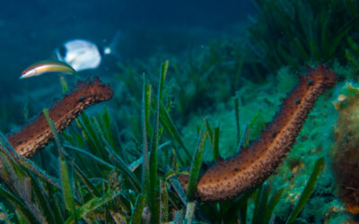 Du sexe sous la mer !