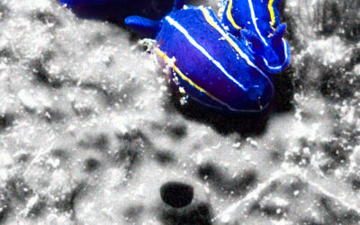 Des escargots sur la lune !
