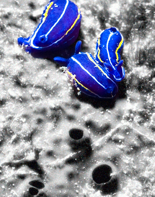 Des escargots sur la lune !