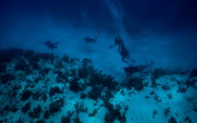 Plongée Barracudas