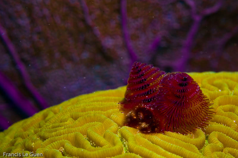 Poissons de Playa del Carmen - Mexique - couleur, temple, Bacalar
