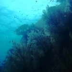 Thaïlande similan photo sous marine gorgone