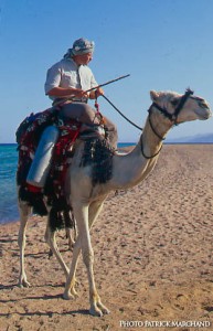 Dahab egypte plongée chameau