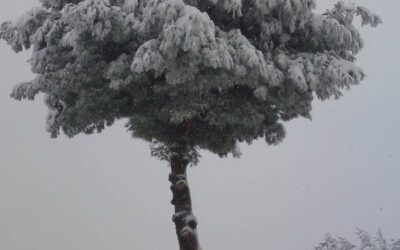 Il neige à Marseille !