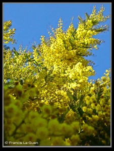 Un hiver en fleurs... mimosa