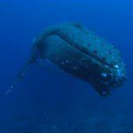 Baleines de Rurutu - Polynésie - photographie, moment, netteté