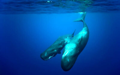 Carnets d&rsquo;Expédition : Les mystères du Gulf Stream