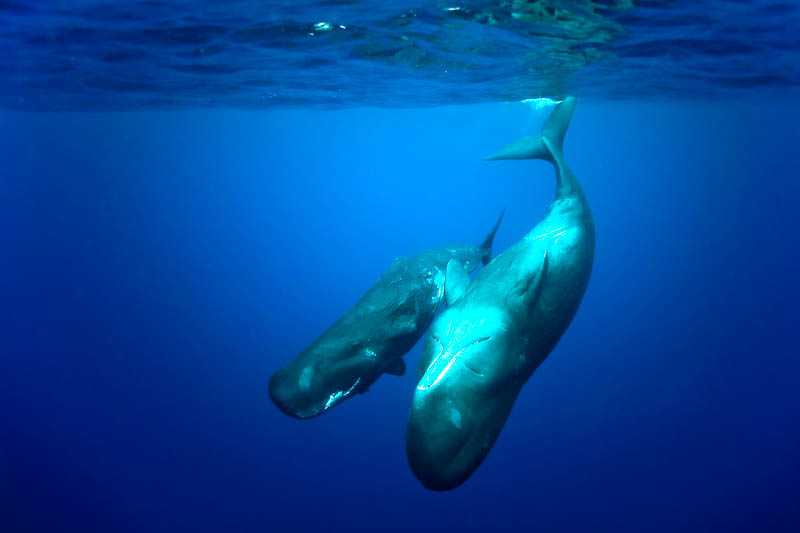 Carnets d&rsquo;Expédition : Les mystères du Gulf Stream