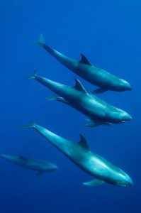 Dauphins guérisseurs : l’avenir venu de la mer ? - Voyages | Plongées - image, ambiance, capture
