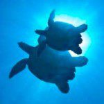 Tortues en voie de disparition - Humeur - émotion, lumière, intimité