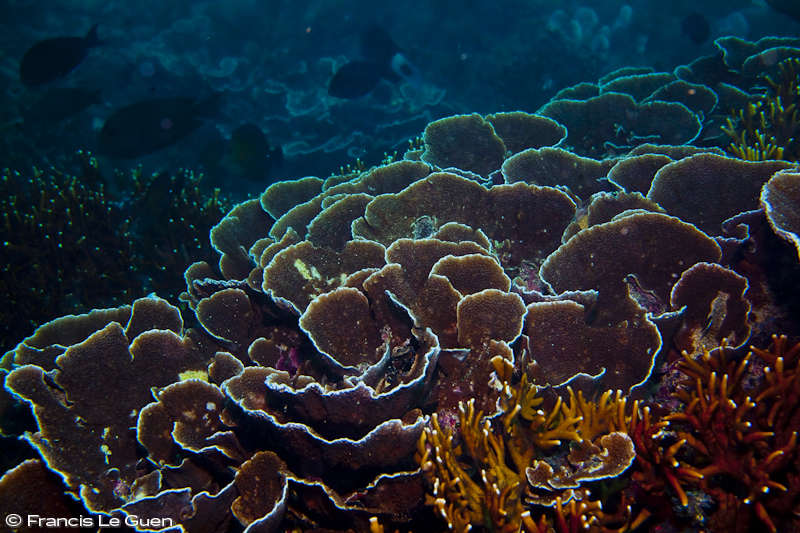 Rodrigues roses de corail Rodrigues roses de corail