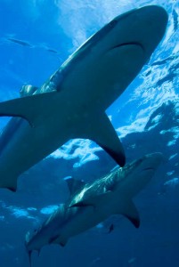 Requins à Bimini - Bahamas Requins aux Bahamas