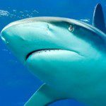 Requins du web : Follow ou nofollow ? - Humeur - mélancolie, atmosphère, sentiment