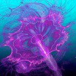 La Mandelbulb sent le poisson ! - Fractales - motifs abstraits, courbes, répétition