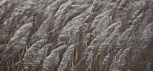 Camargue exquise - Photographie - photographie, clarté, composition