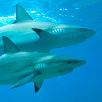 Bahamas : deux requins pour le prix d’un !