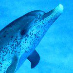 Dauphins guérisseurs : l’avenir venu de la mer ? - Voyages | Plongées - image, ambiance, capture