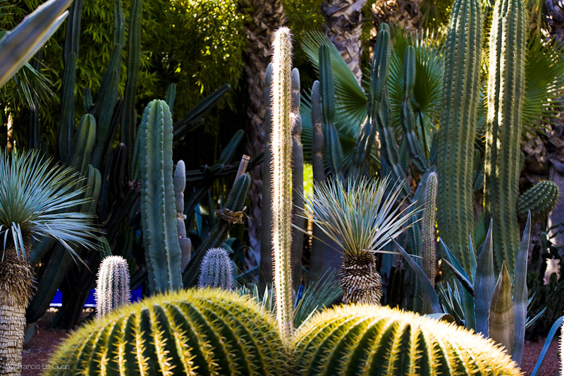 Dans mon slip il y a des cactus ! Jardin Majorelle Marrakech Maroc