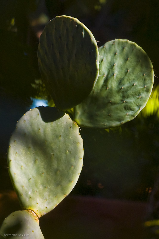 Qui c'est ce Mickey ? Jardin Majorelle Marrakech Maroc