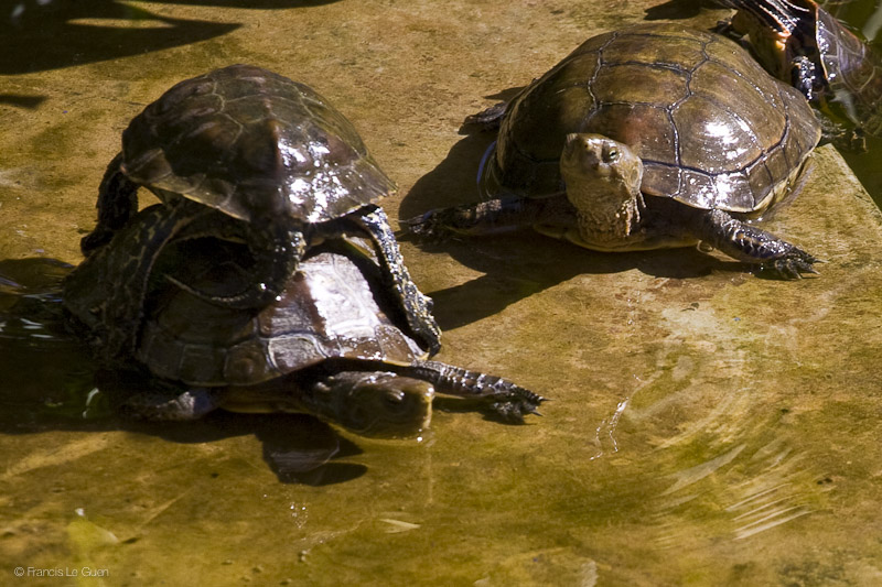 Relation tortueuse Tortues du Jardin Majorelle Marrakech Maroc