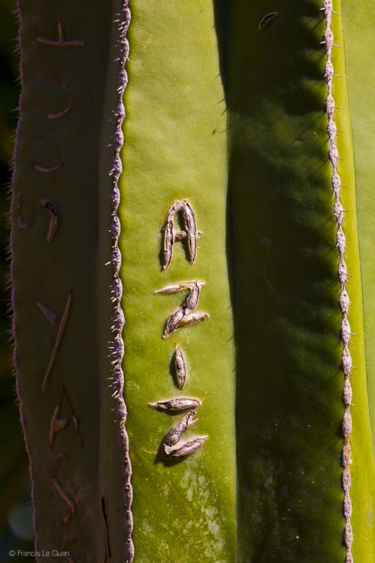 C'est Aziz ! Jardin Majorelle Marrakech Maroc
