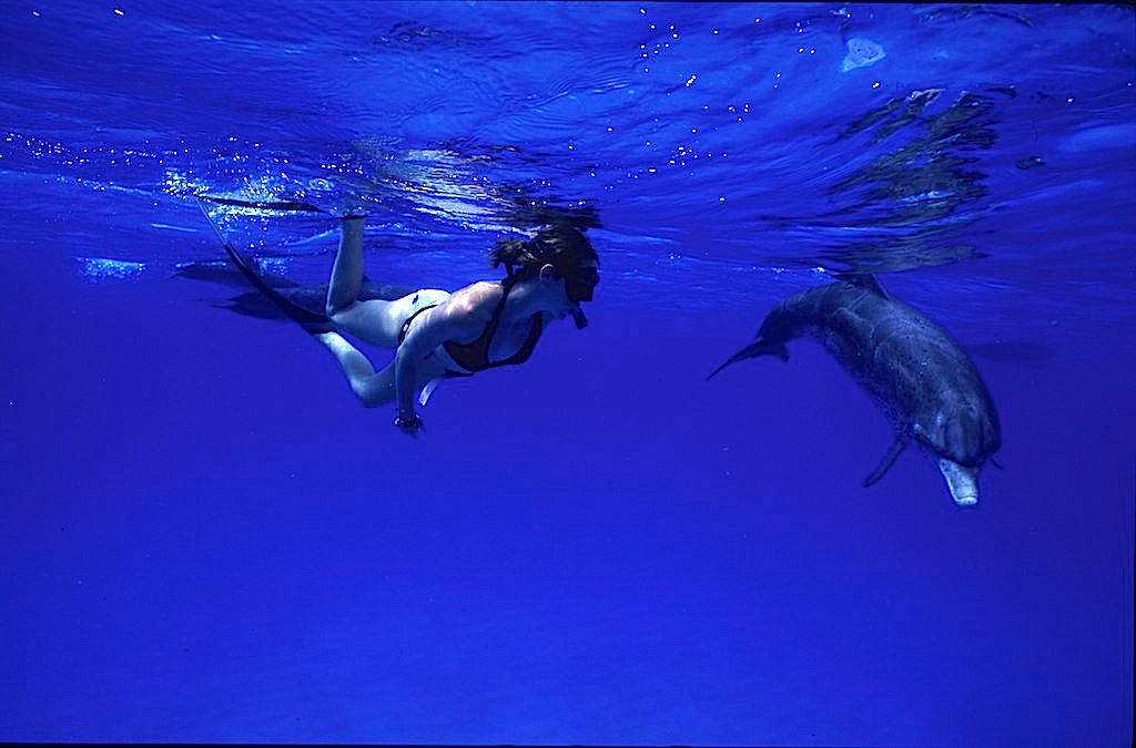 Dauphins Bahamas