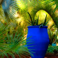 Maroc : les cactus du Jardin Majorelle à Marrakech