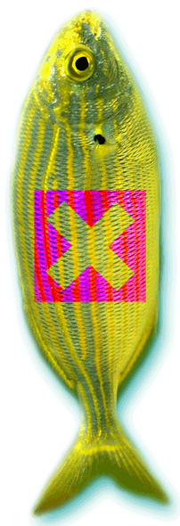Sarpa_salpa saupe
