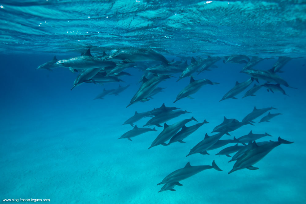 dauphins longisrostris