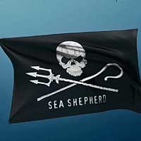 Sea Shepherd : toujours sur le pont ! - Humeur - joie, intimité, inspiration