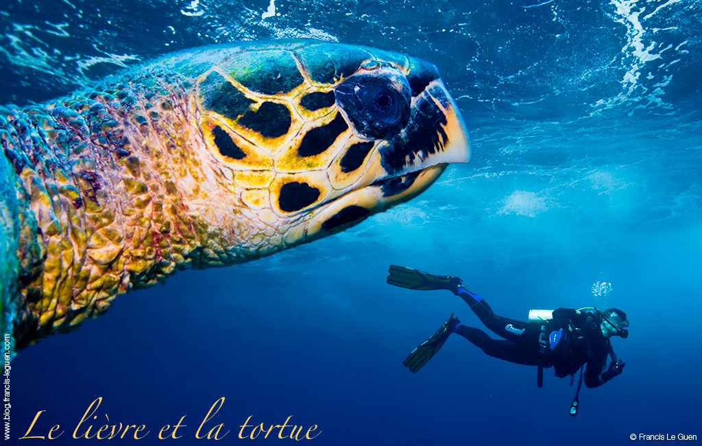 le lievre et la tortue