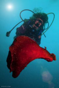 Plongée à Sausset les Pins : l'orgasme étoilé ! - Voyages | Plongées - visuel, photographie, art