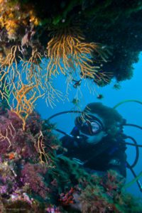 Plongée à Sausset les Pins : l'orgasme étoilé ! - Voyages | Plongées - visuel, photographie, art