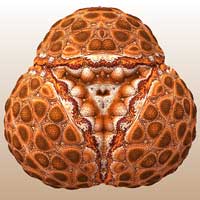 Des Mandelbulbs néolithiques ?