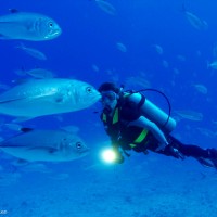 Plonger aux Seychelles : Praslin - Seychelles - ambiance, création, capture