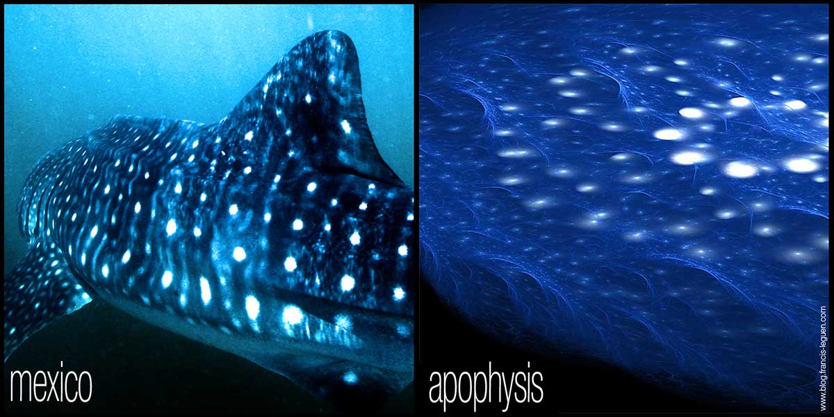 Requin baleine et Perlin... Sont dans un bateau requin-baleine